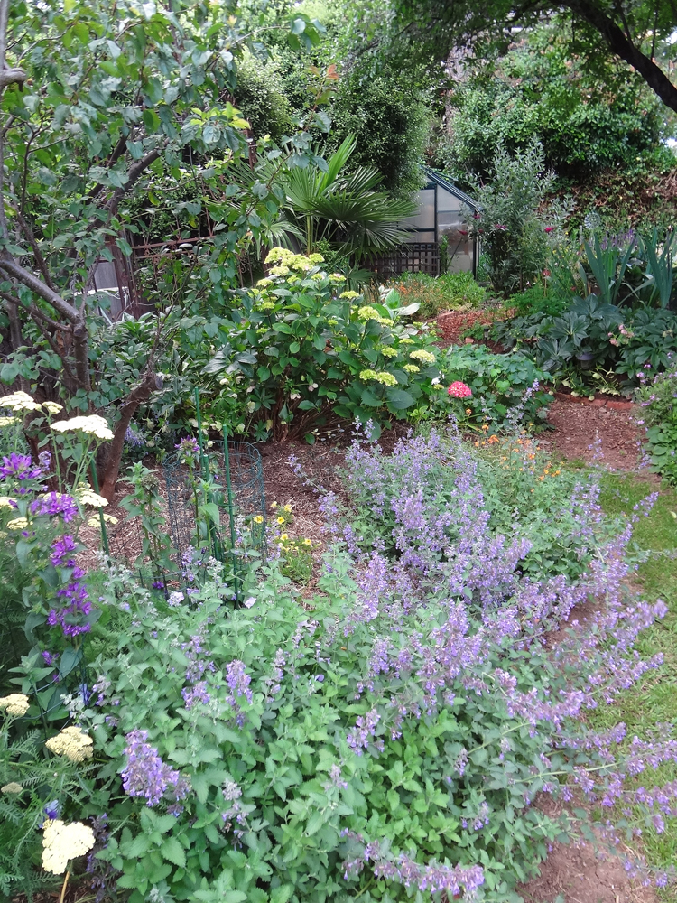 canberra garden pics 2021