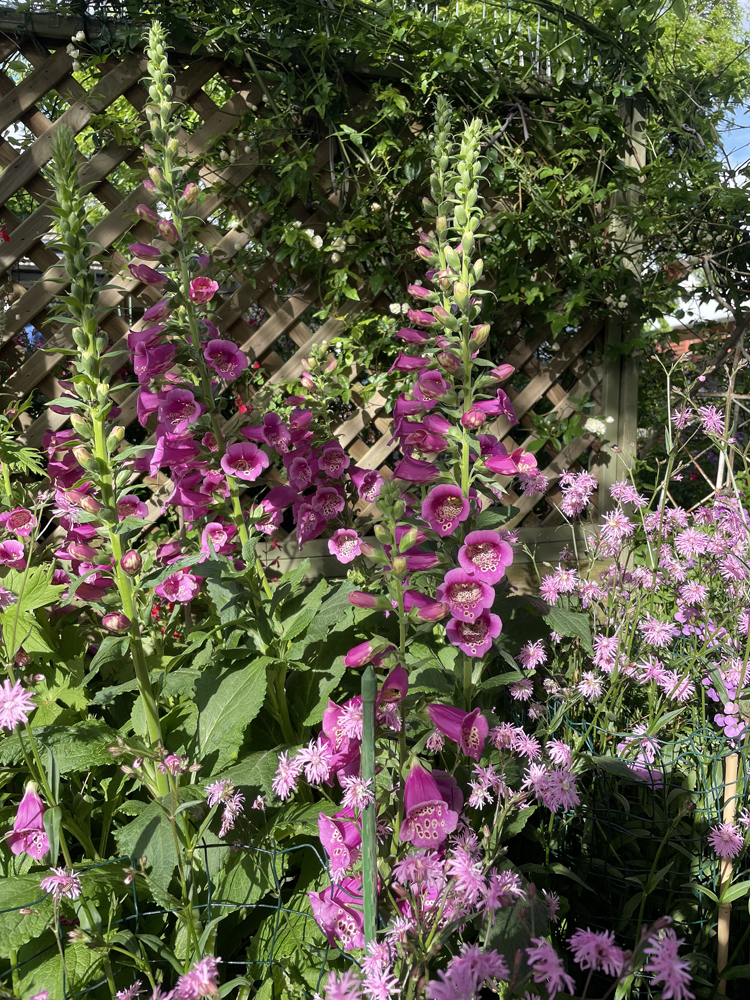 canberra garden pics 2021