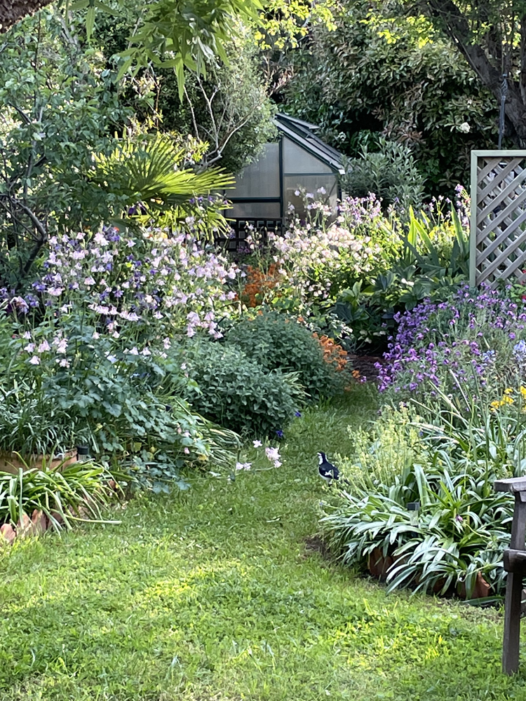 canberra garden pics 2021