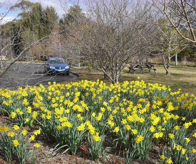 bundanoon daffs
