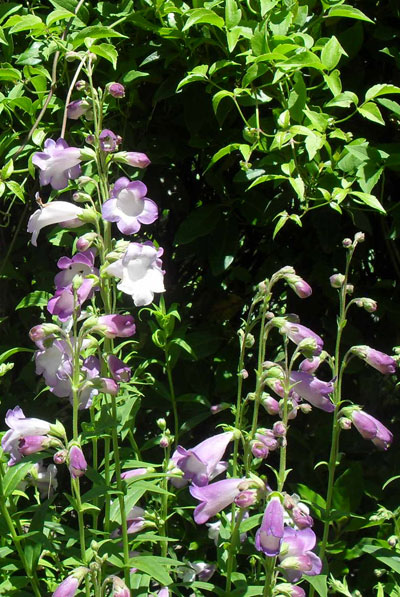 alice hindley penstemons