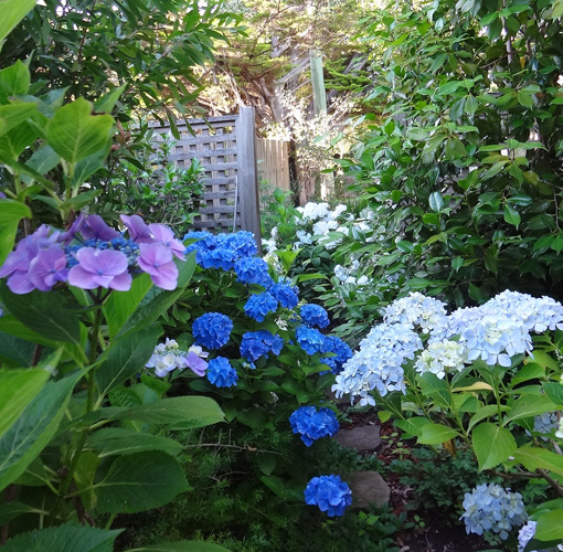 hydrangeas 2018