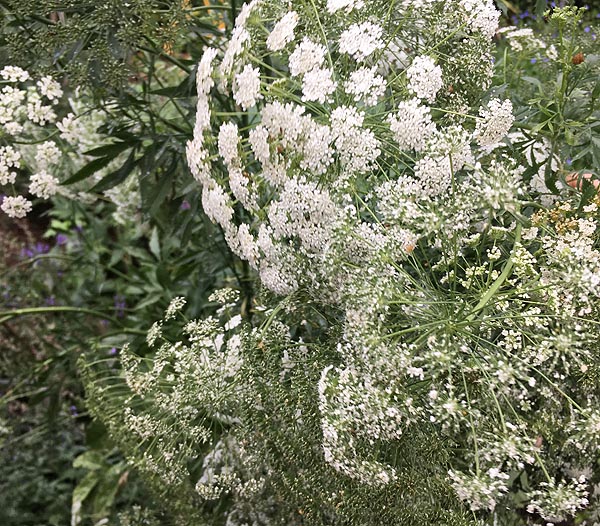 queen annes lace 2016