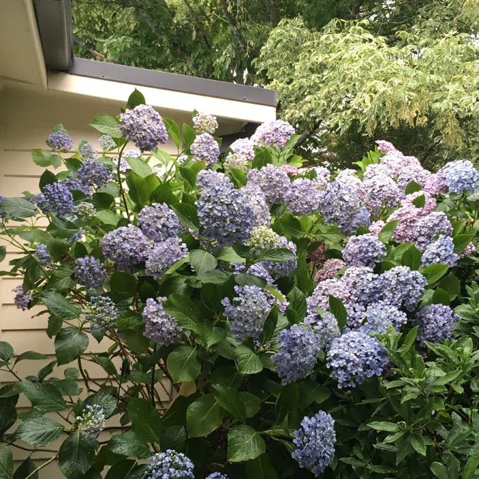 front hydrangea 2016