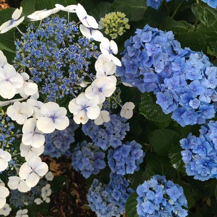 hydrangeas 2016