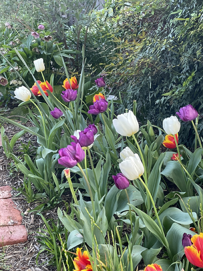 watson tulips