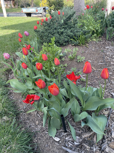 watson tulips