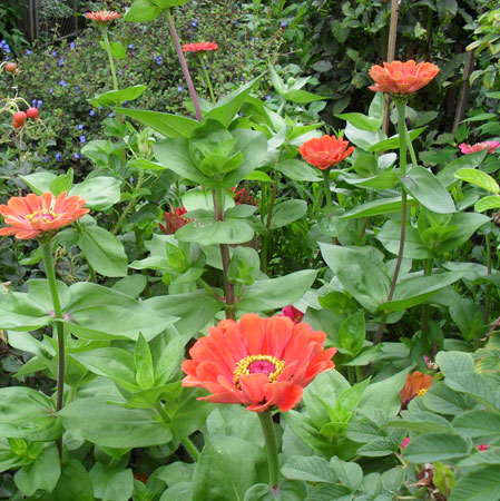 zinnias
